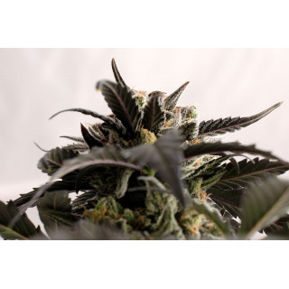 Ginger Punch - Auto - Kannabia seed Company - Graines de Collection