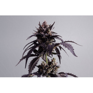 Ginger Punch - Auto - Kannabia seed Company - Graines de Collection