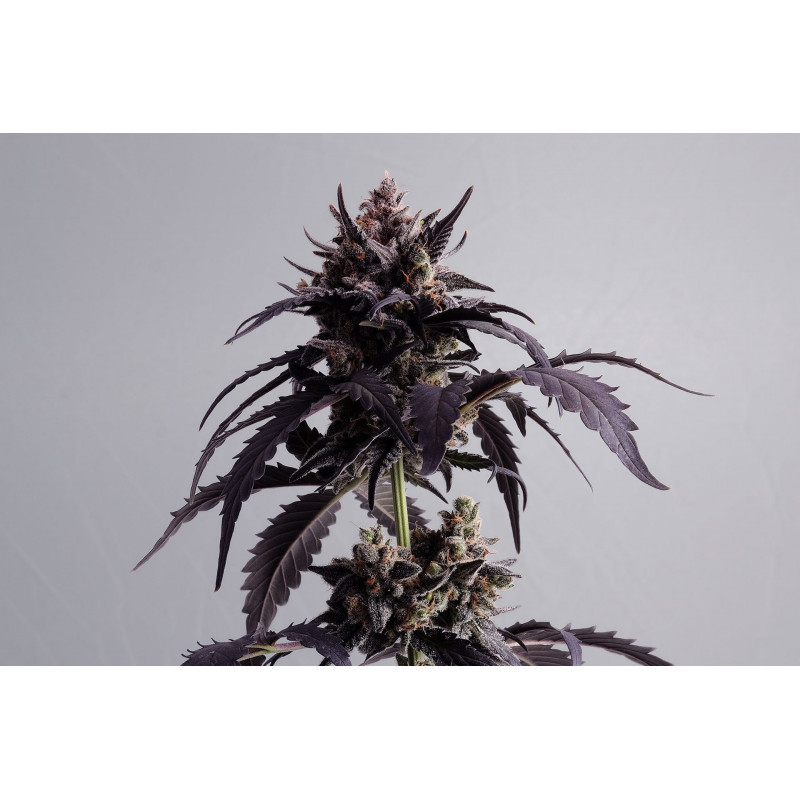 Ginger Punch - Auto - Kannabia seed Company - Graines de Collection