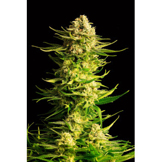 Indica Cream - Féminisée - Kannabia Seed Company -  Graines de Collection