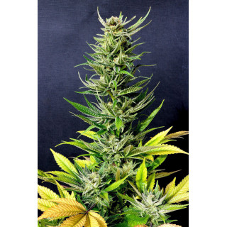 Karibbean Mango - Féminisée - Kannabia Seed Company - Graines de Collection