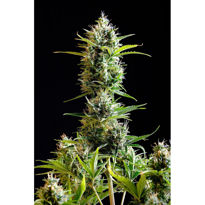Kickass Auto - Kannabia Seed Company - Graines de Collection