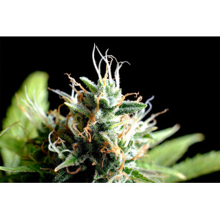 Kickass Auto - Kannabia Seed Company - Graines de Collection