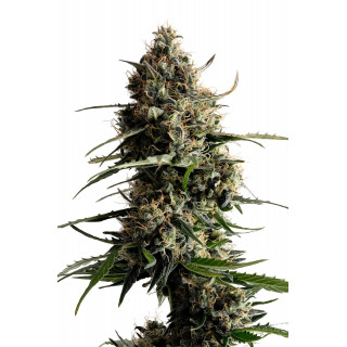 Kickass Auto - Kannabia Seed Company - Graines de Collection