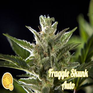 Fraggle skunk auto philosopher seeds