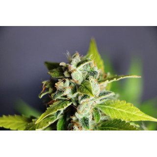 Mikromachine - Auto - Kannabia Seed Company - Graines de Collection