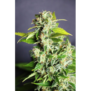 Mikromachine - Auto - Kannabia Seed Company - Graines de Collection