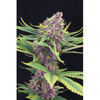Purple Kush - Féminisée - Kannabia Seed Company - Graines de Collection
