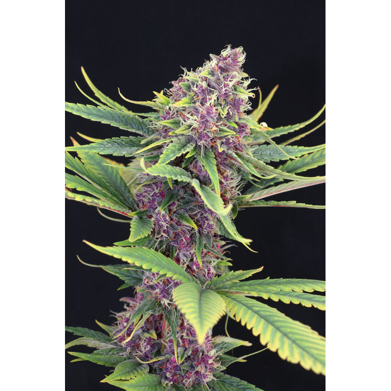 Purple Kush - Féminisée - Kannabia Seed Company - Graines de Collection