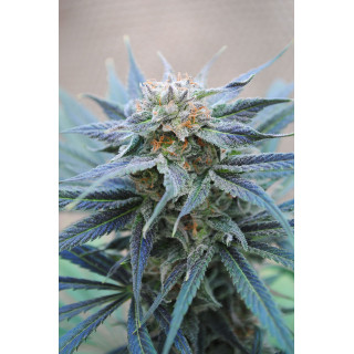 Skunk + - Féminisée - Kannabia Seed Company - Graines de Collection