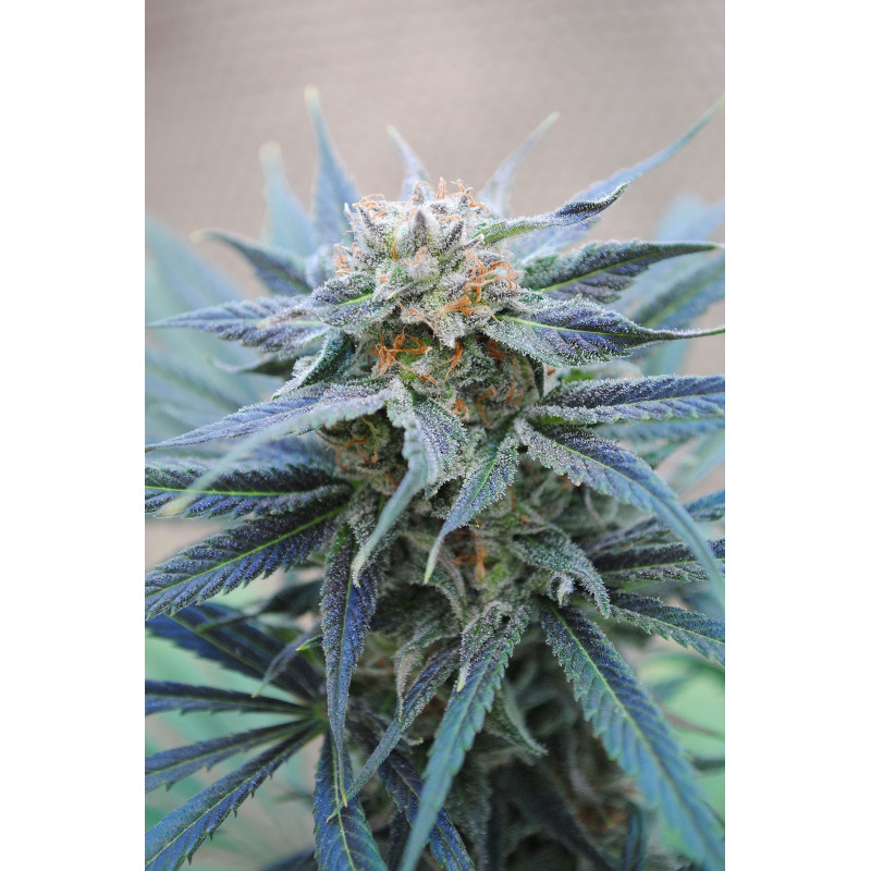 Skunk + - Féminisée - Kannabia Seed Company - Graines de Collection