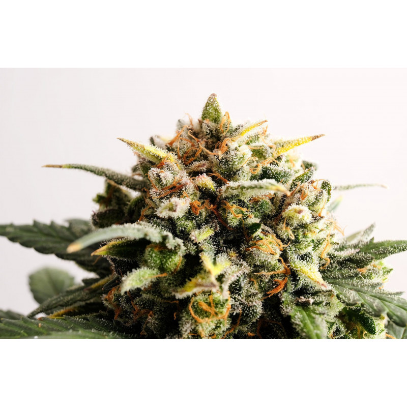 Speedy Boom - Auto - Kannabia Seed Company - Graines de Collection