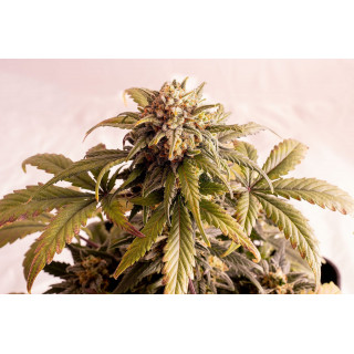 Speedy Boom - Auto - Kannabia Seed Company - Graines de Collection