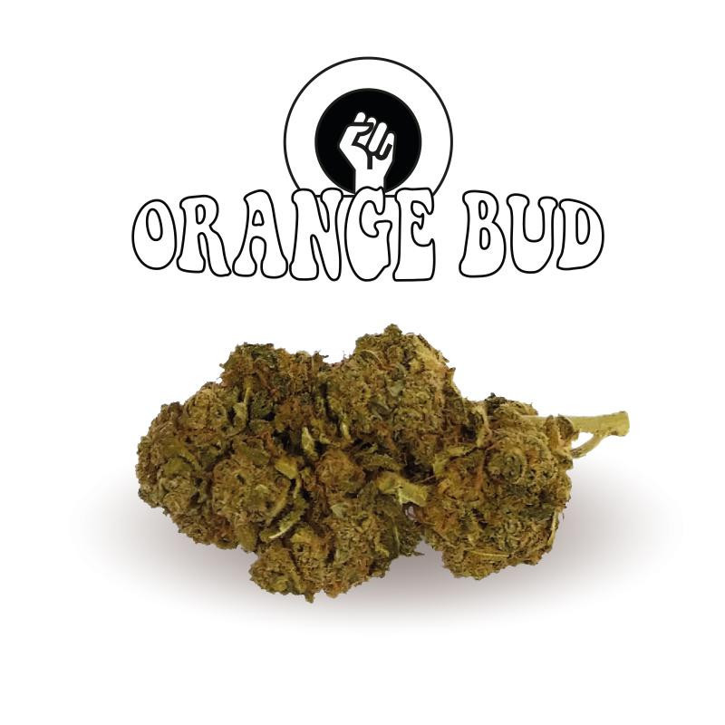 Orange bud Old Version Green Evolution Fleurs de CBD