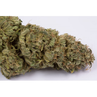 OG Kush - Autofloraison - Dinafem Seeds