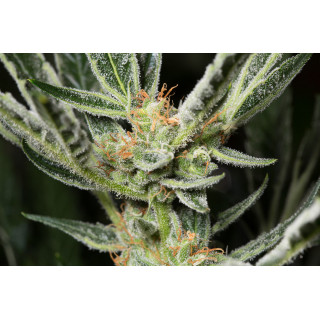 OG Kush Auto - Dinafem Seeds - Graines de collection