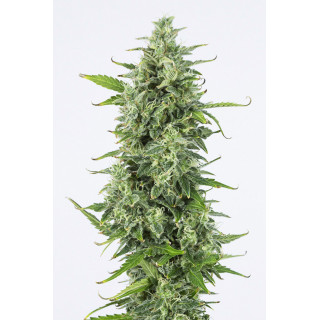 OG Kush - Autofloraison - Dinafem Seeds
