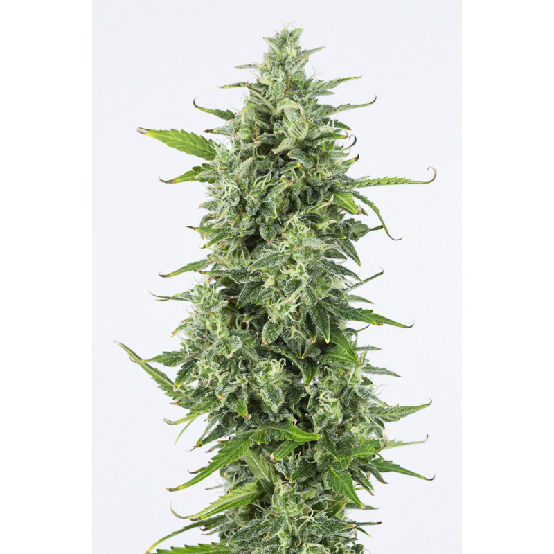 OG Kush - Autofloraison - Dinafem Seeds