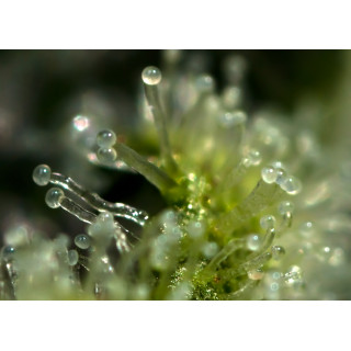 Shark Attack - Féminisée - Dinafem Seeds - Graines de Collection