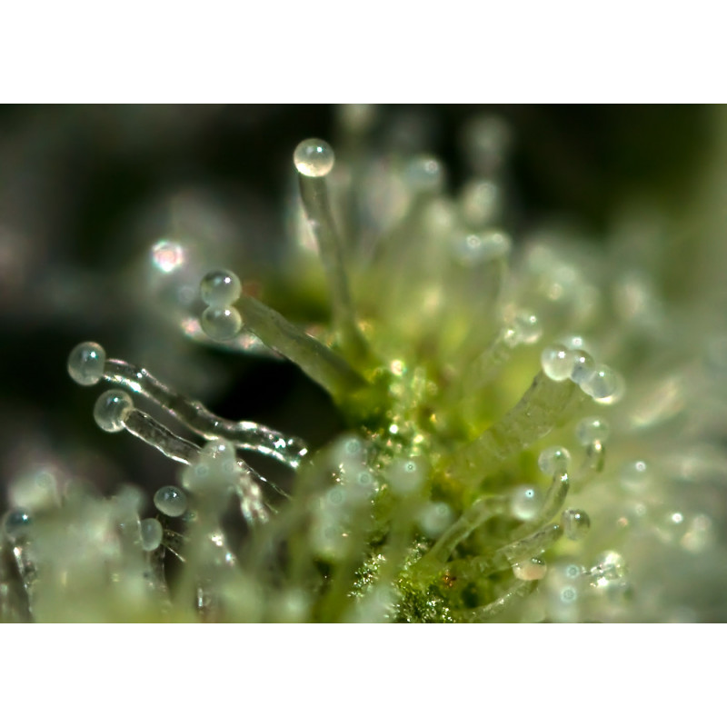 Shark Attack - Féminisée - Dinafem Seeds - Graines de Collection