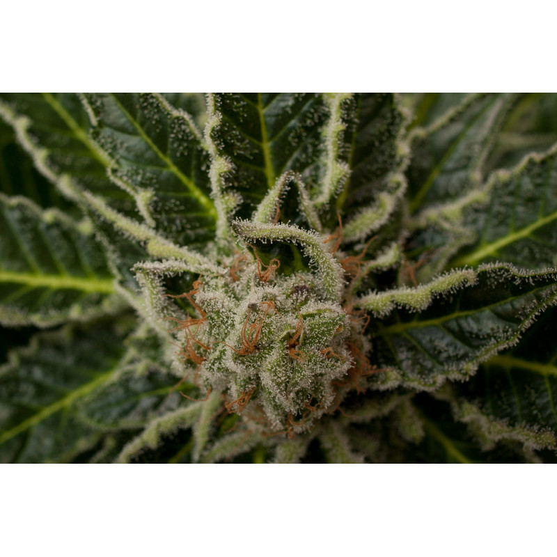 Shark Attack - Féminisée - Dinafem Seeds - Graines de Collection