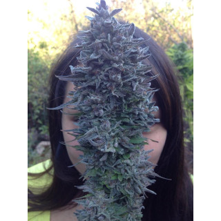 Blue Widow - Féminisée - Dinafem Seeds - Graines de collection