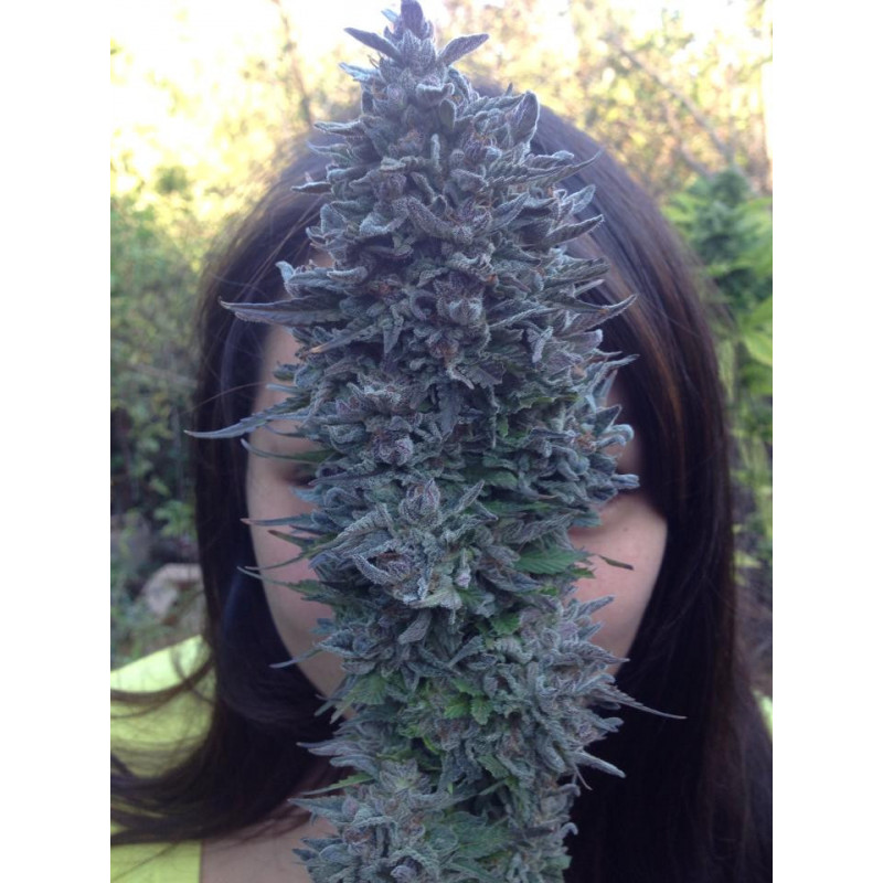 Blue Widow - Féminisée - Dinafem Seeds