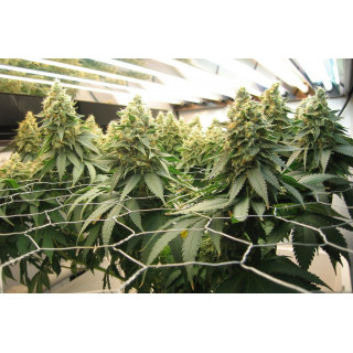 Blue Widow - Féminisée - Dinafem Seeds