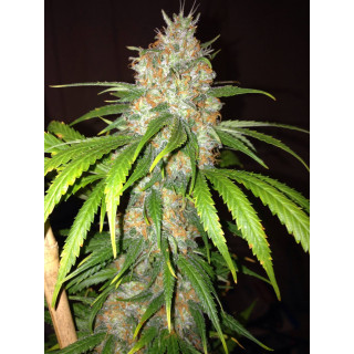 Blue Widow - Féminisée - Dinafem Seeds - Graines de collection