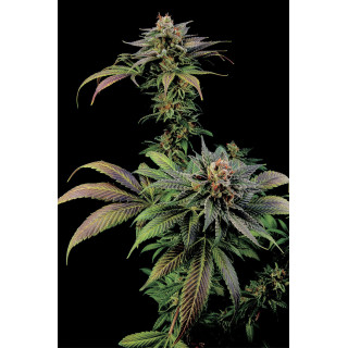 Blue Widow - Féminisée - Dinafem Seeds - Graines de collection