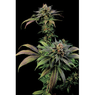 Blue Widow - Féminisée - Dinafem Seeds