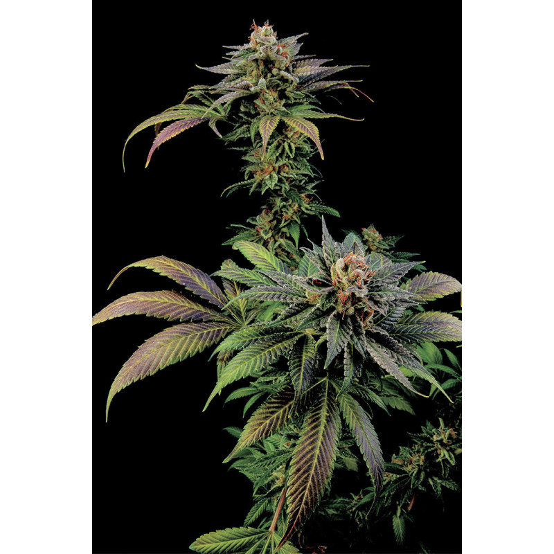 Blue Widow - Féminisée - Dinafem Seeds - Graines de collection