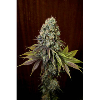 Blue Hash - féminisée - Dinafem Seeds - Graines de collection