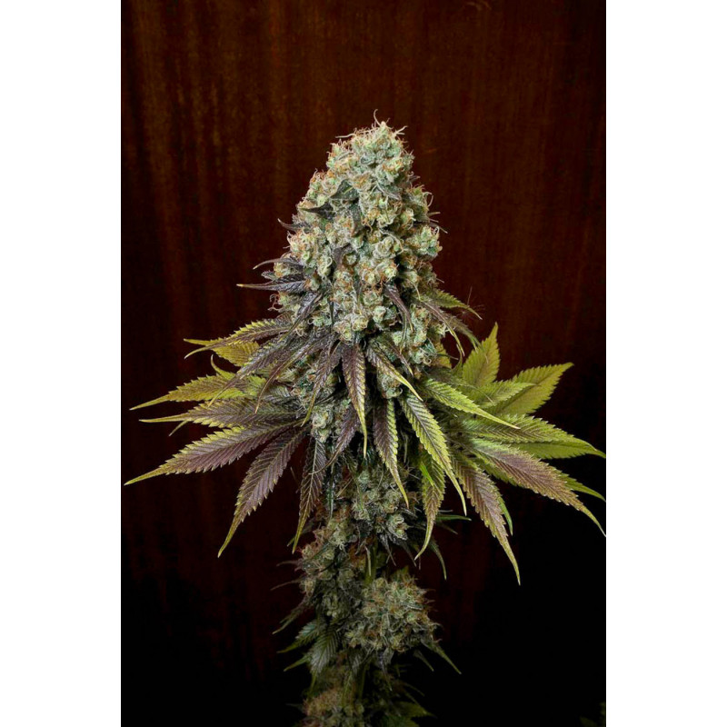 Blue Hash - féminisée - Dinafem Seeds - Graines de collection