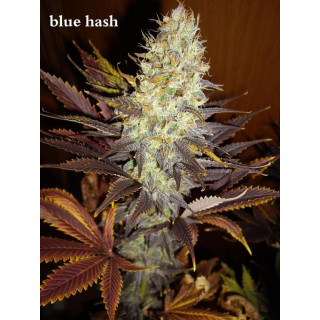 Blue Hash - féminisée - Dinafem Seeds - Graines de collection