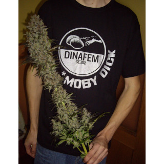 Blue Hash - féminisée - Dinafem Seeds - Graines de collection