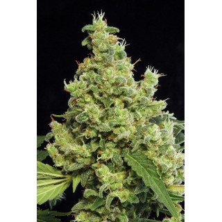Blue Hash - féminisée - Dinafem Seeds - Graines de collection