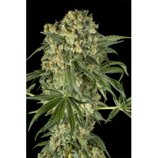 Big Kush - Féminisée - Dinafem Seeds - Graines de collection
