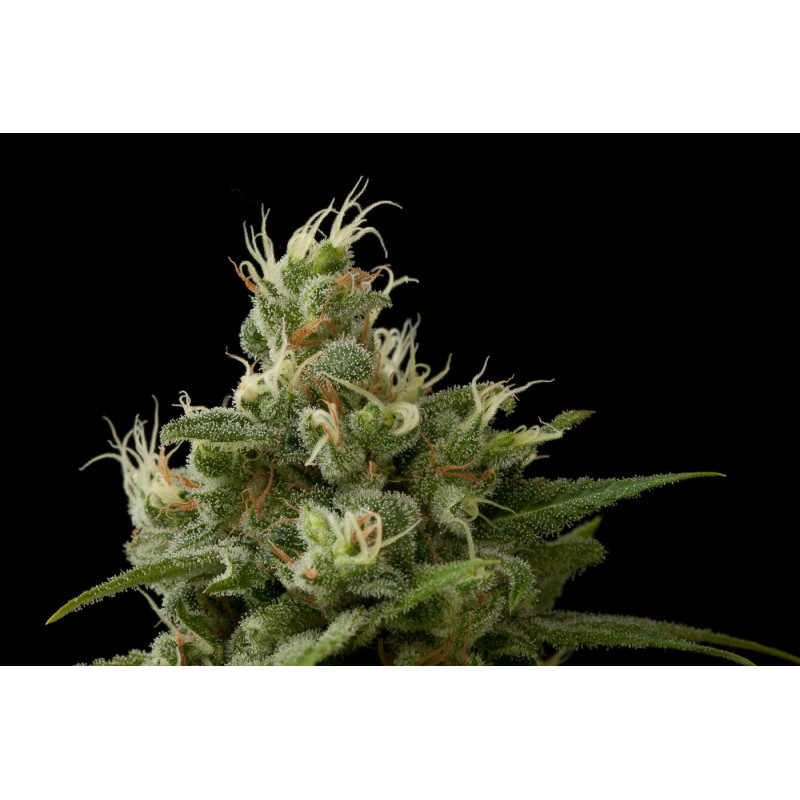 Industrial Plant - Féminisée - Dinafem Seeds