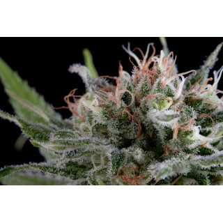 Industrial Plant - Féminisée - Dinafem Seeds - Graines de collection