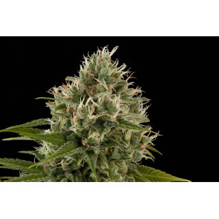 Industrial Plant - Féminisée - Dinafem Seeds - Graines de collection