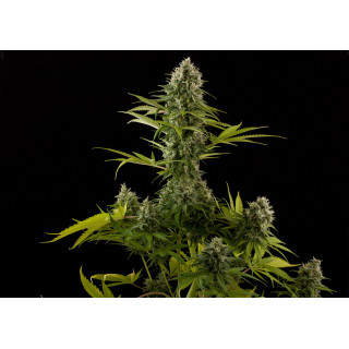 Industrial Plant - Féminisée - Dinafem Seeds - Graines de collection