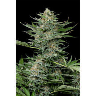 Industrial Plant - Féminisée - Dinafem Seeds - Graines de collection