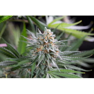Quick Critical + - Féminisée - Dinafem Seeds - Graines de collection