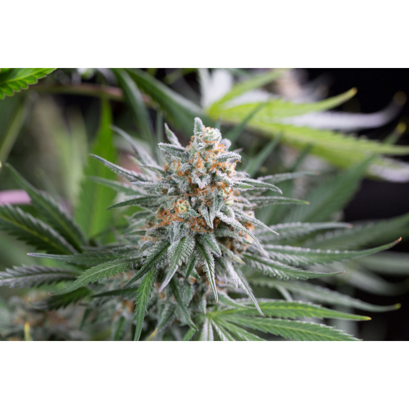 Quick Critical + - Féminisée - Dinafem Seeds