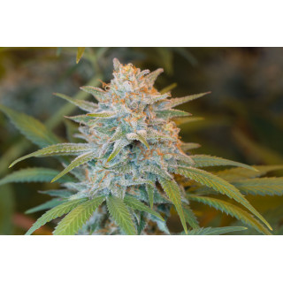 Quick Critical + - Féminisée - Dinafem Seeds - Graines de collection