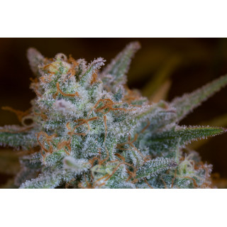 Quick Critical + - Féminisée - Dinafem Seeds - Graines de collection