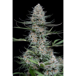 Quick Critical + - Féminisée - Dinafem Seeds - Graines de collection
