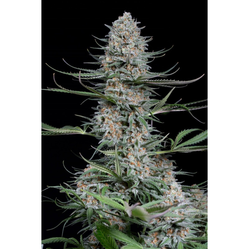Quick Critical + - Féminisée - Dinafem Seeds - Graines de collection