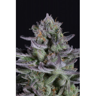 Blueberry Cookies - Féminisée - Dinafem Seeds - Graines de collection